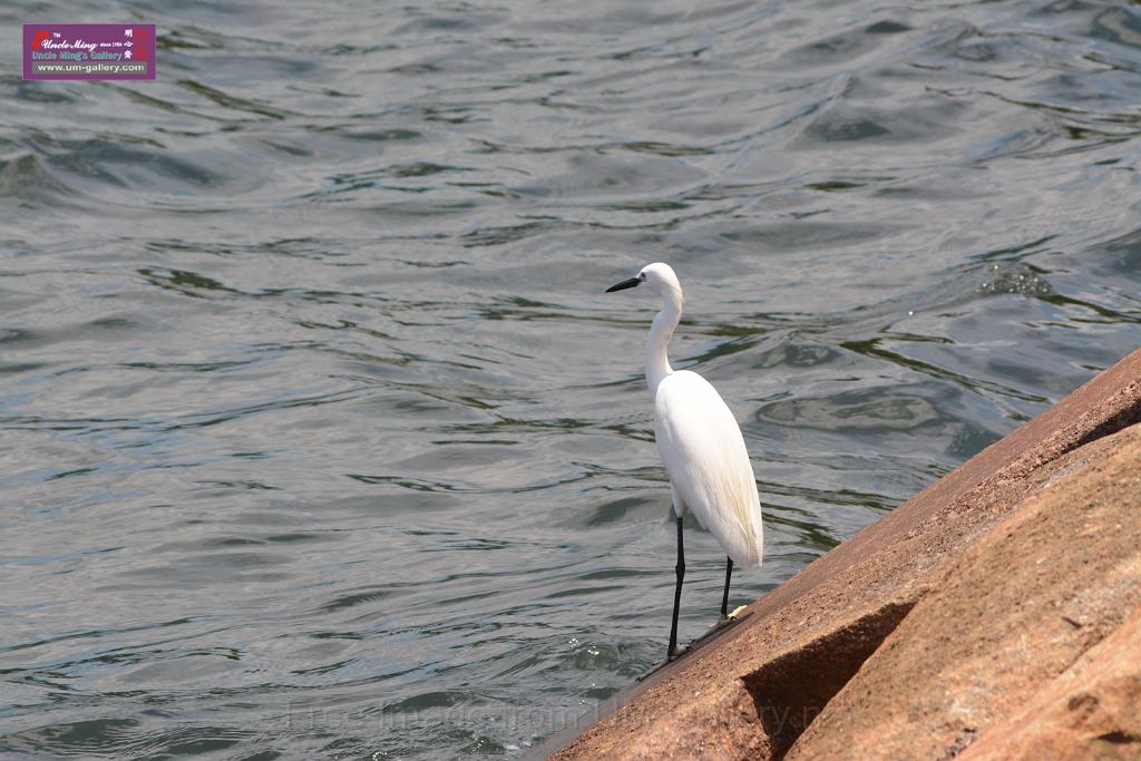 20150619taipo-egret_f39373632.jpg