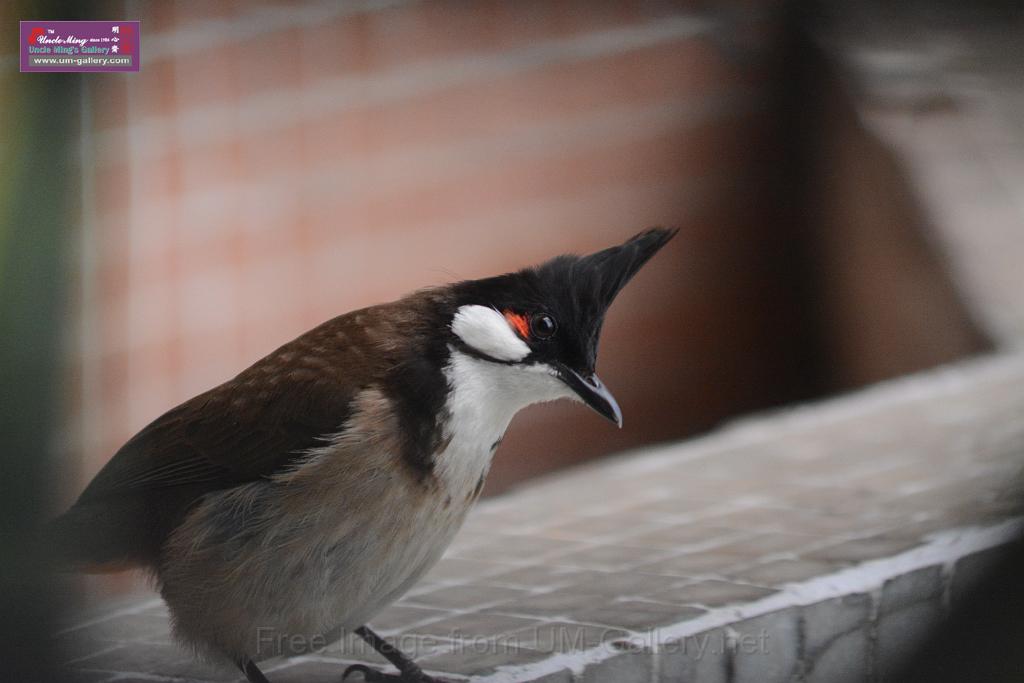 20150619taipo-egret_f40205312.jpg