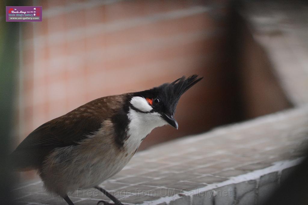 20150619taipo-egret_f40230592.jpg