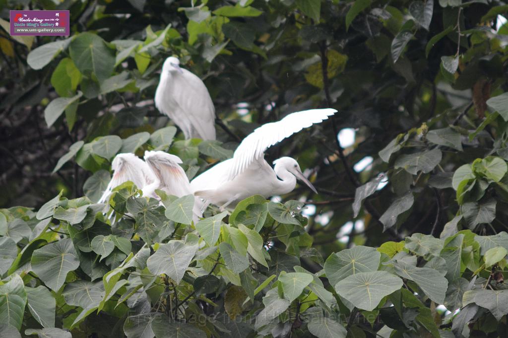 20150619taipo-egret_f40497216.jpg