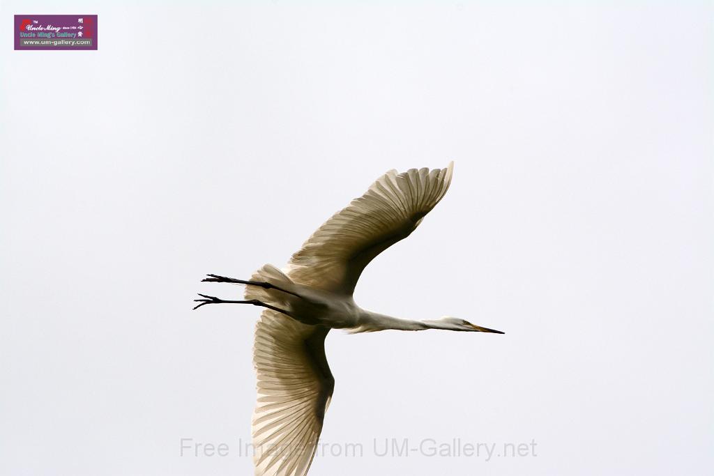 20150619taipo-egret_f40562880r.jpg