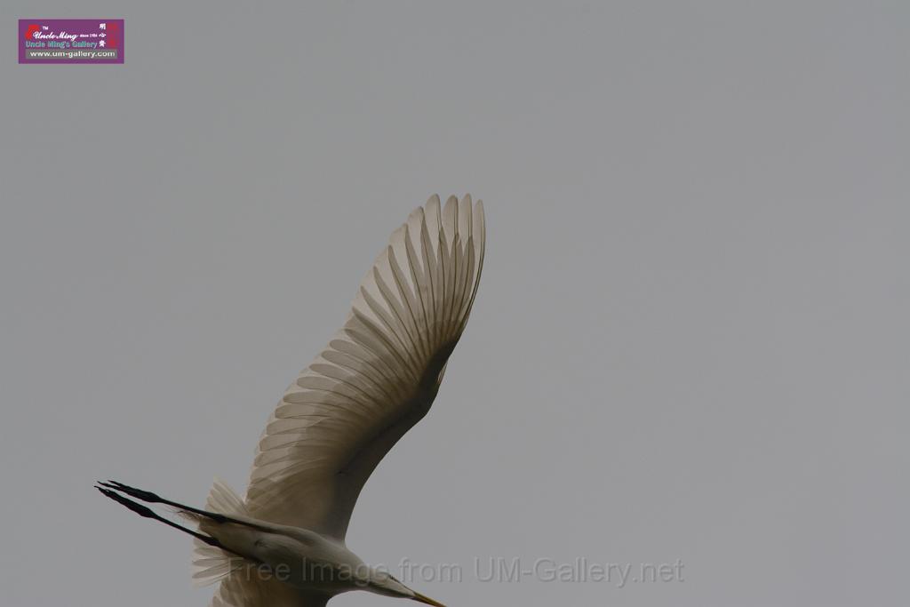 20150619taipo-egret_f40624192.jpg