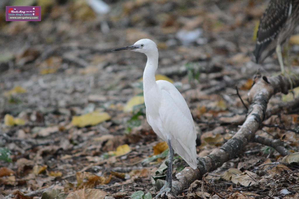 20150619taipo-egret_f40801920.jpg