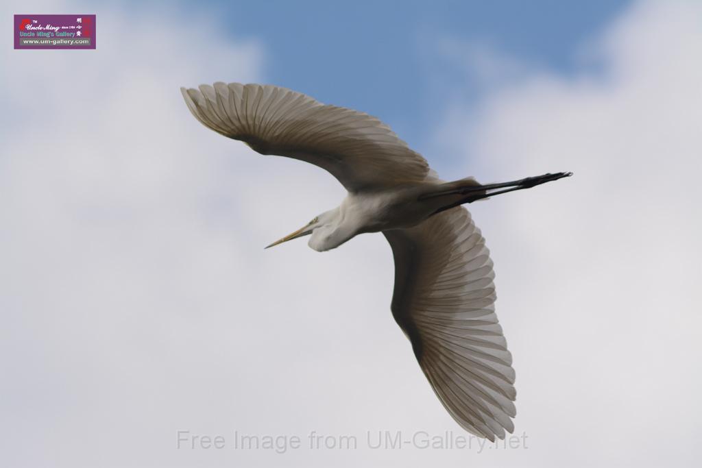 20150619taipo-egret_f40867136.jpg