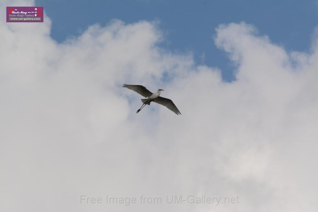 20150619taipo-egret_f40892224.jpg