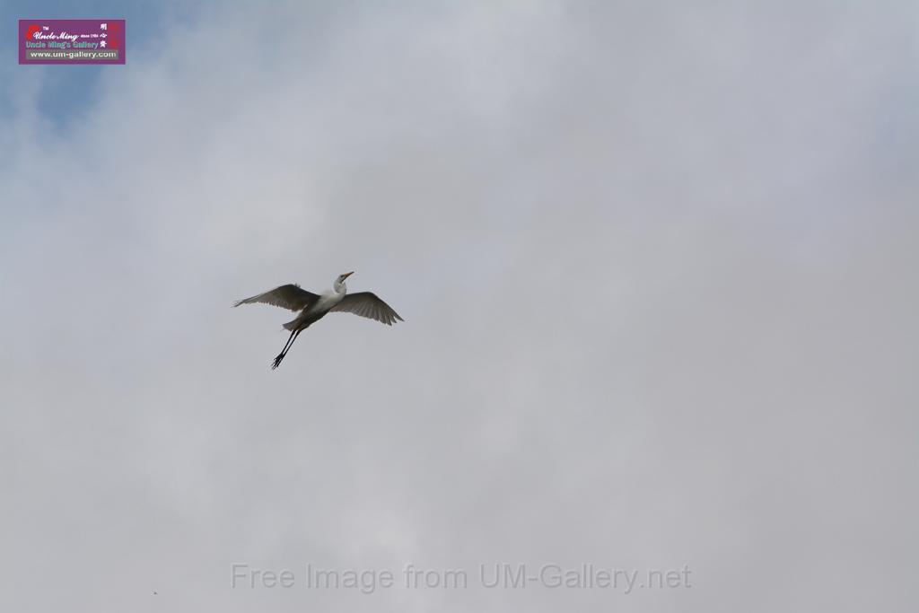 20150619taipo-egret_f40906112.jpg