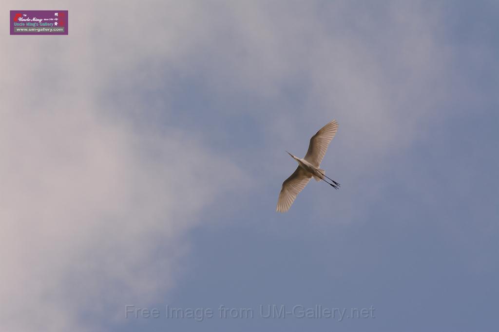 20150619taipo-egret_f41013056.jpg