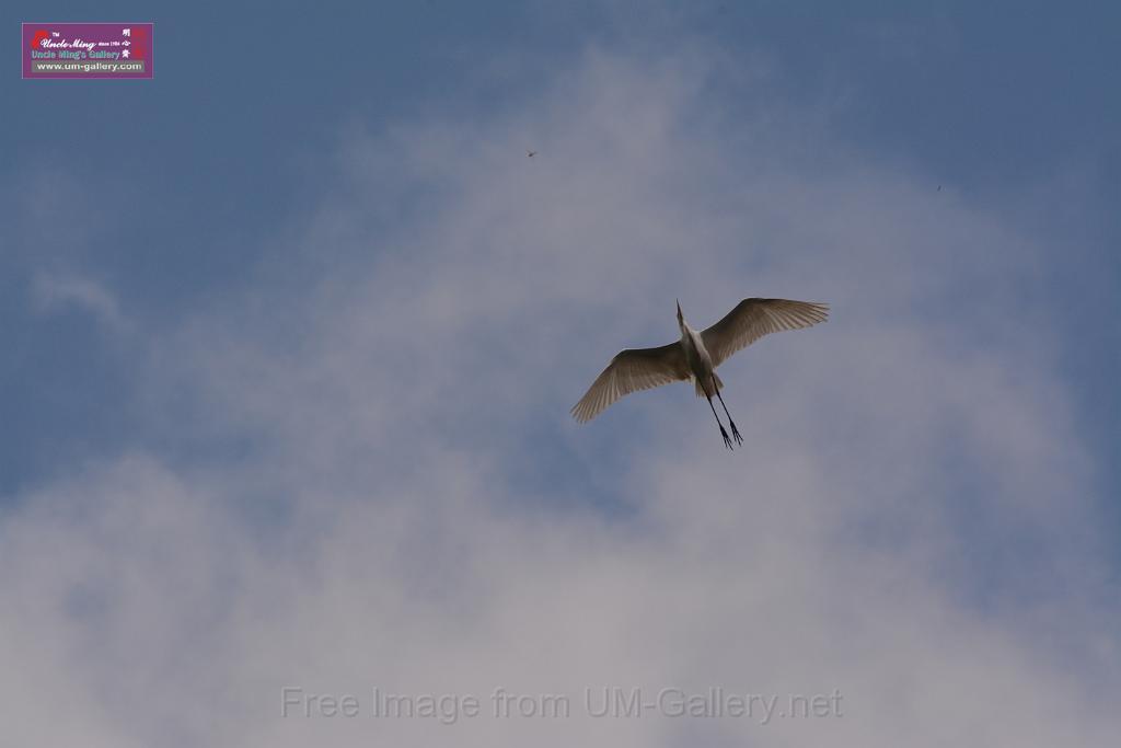 20150619taipo-egret_f41107328.jpg