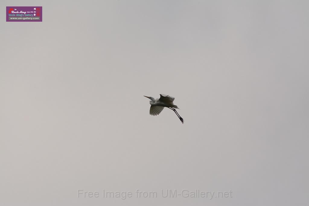 20150619taipo-egret_f41180416.jpg