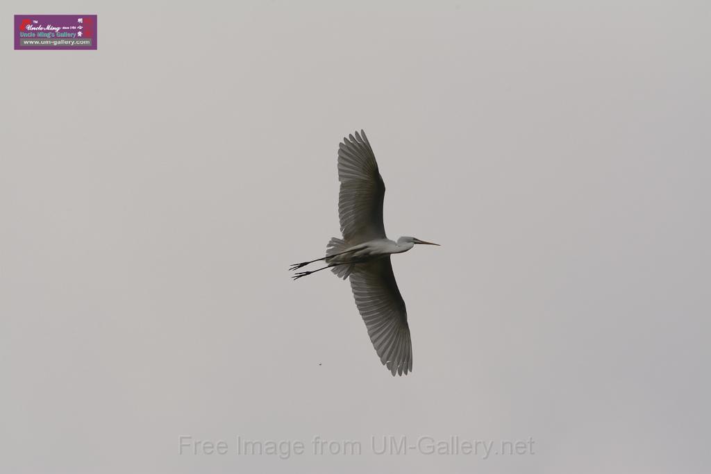 20150619taipo-egret_f41204800.jpg