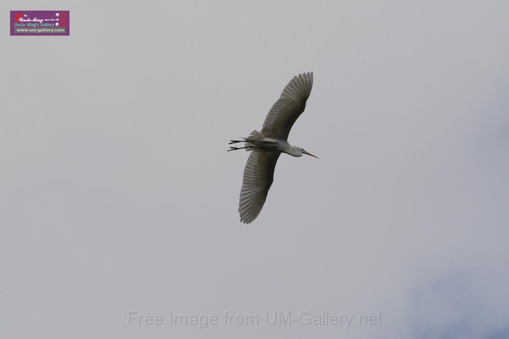 20150619taipo-egret_f41216768.jpg