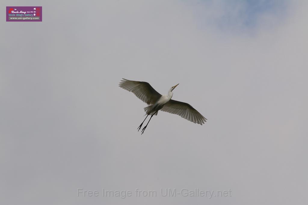 20150619taipo-egret_f41313536.jpg