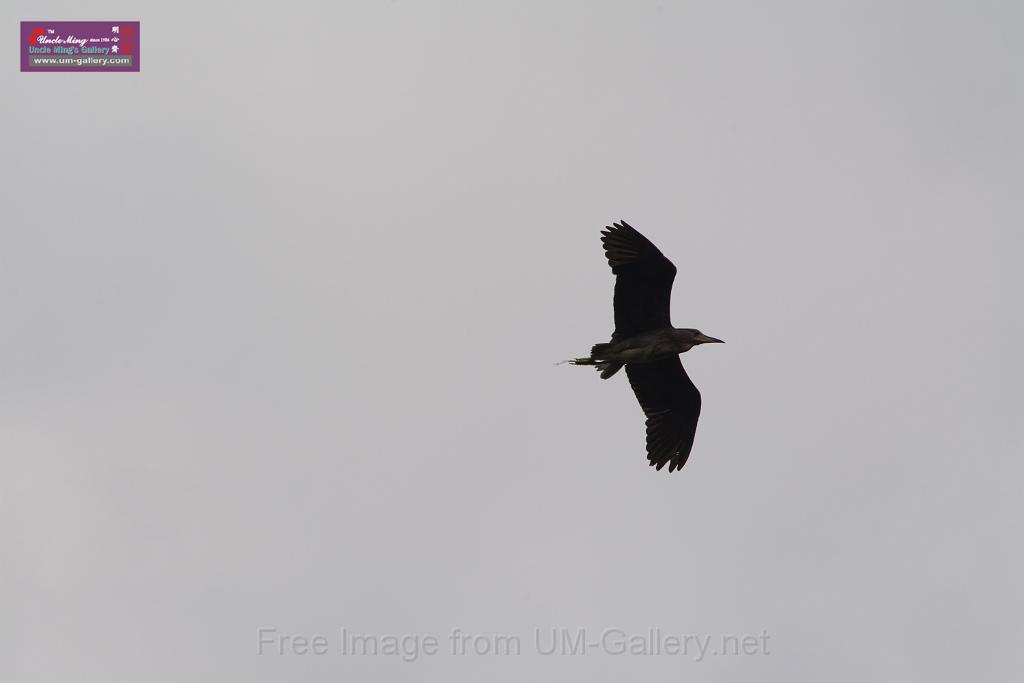 20150619taipo-egret_f41358144.jpg