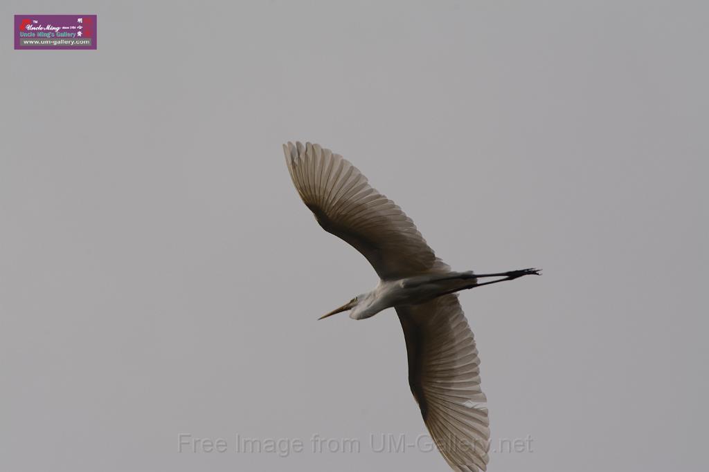 20150619taipo-egret_f41427200.jpg