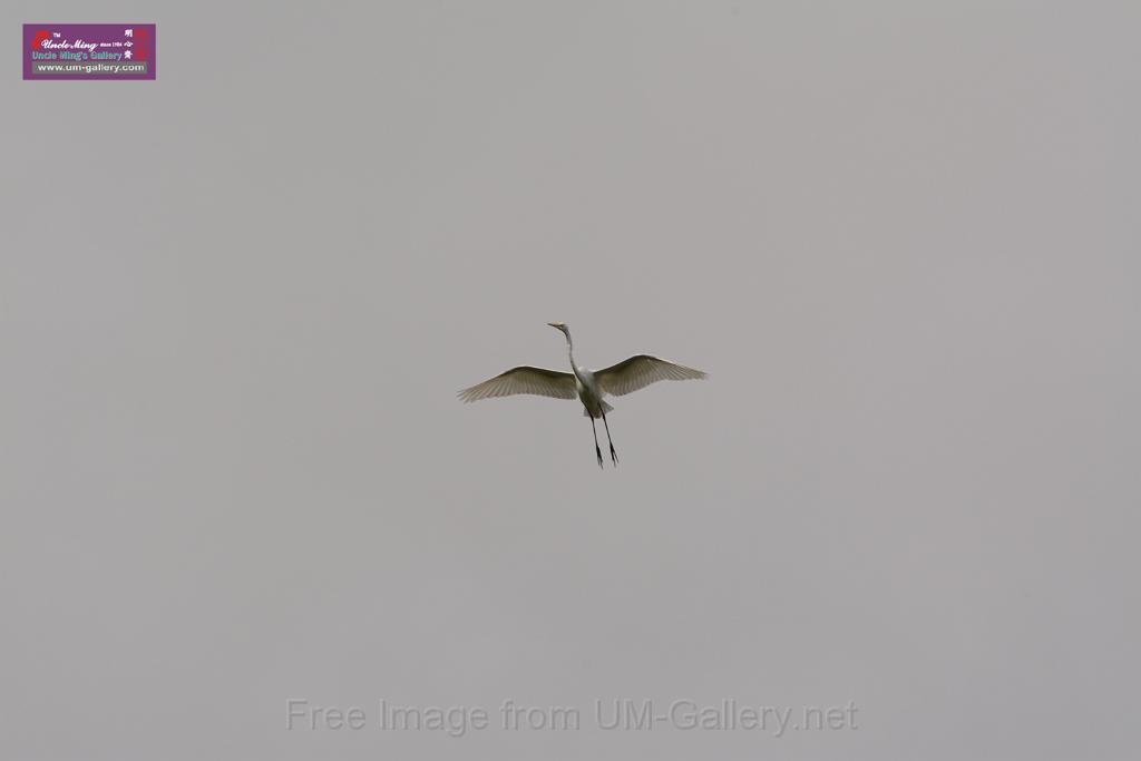 20150619taipo-egret_f41477824.jpg