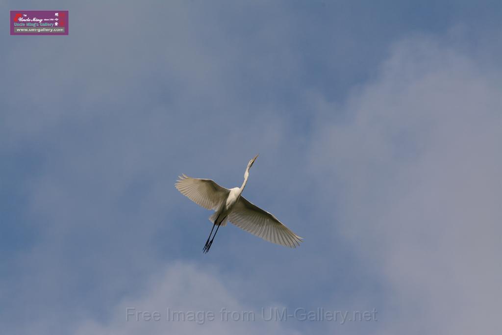 20150619taipo-egret_f41515904.jpg