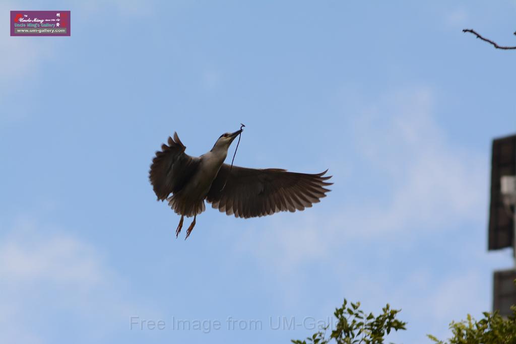 20150619taipo-egret_f41610880.jpg