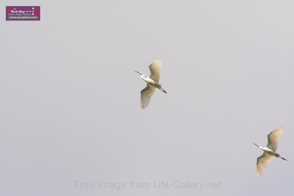 20150619taipo-egret_f41639296.jpg