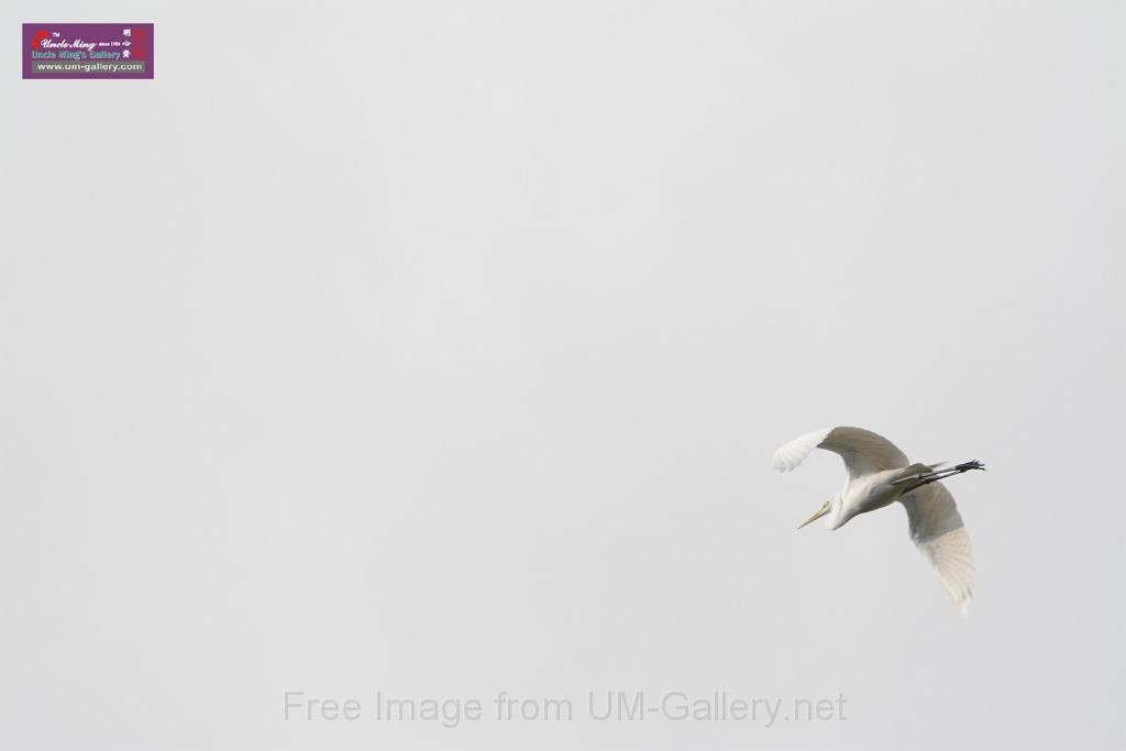 20150619taipo-egret_f41738368.jpg