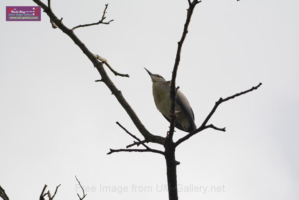 20150619taipo-egret_f41760000.jpg