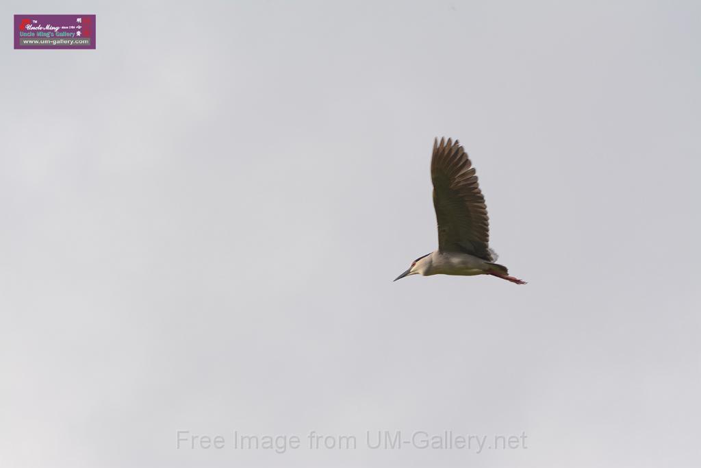 20150619taipo-egret_f41954432.jpg