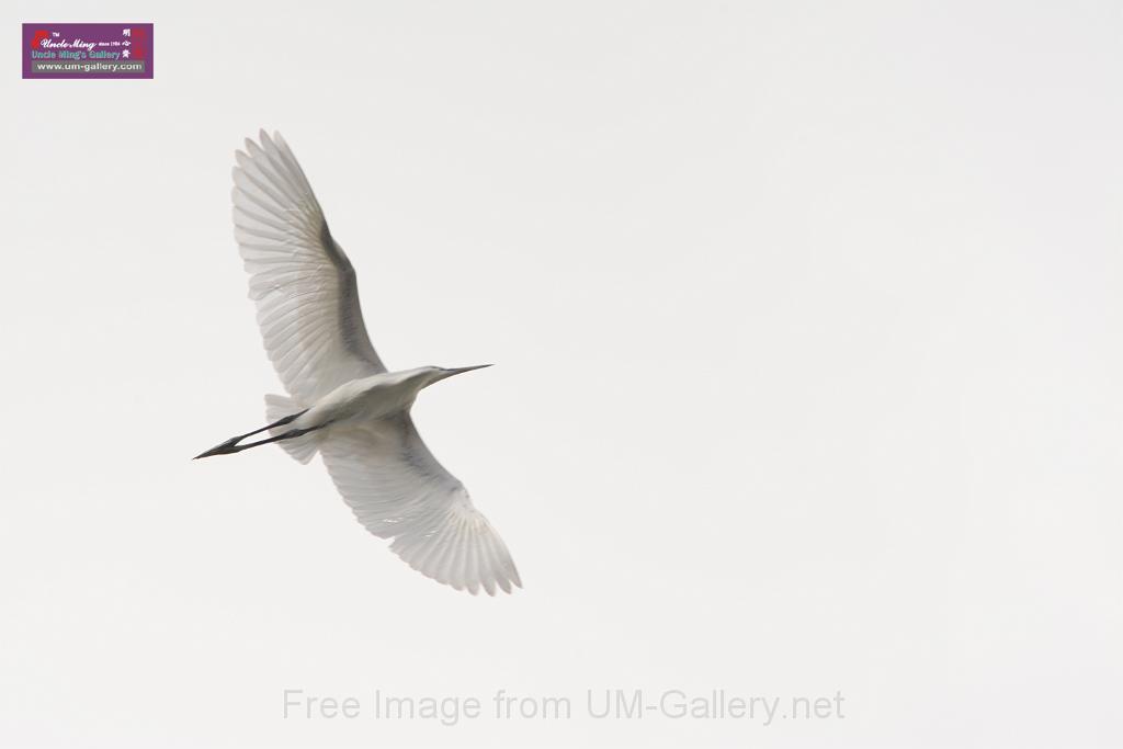 20150619taipo-egret_f42231168.jpg