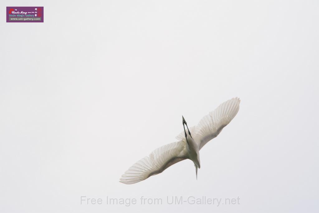 20150619taipo-egret_f42238912.jpg