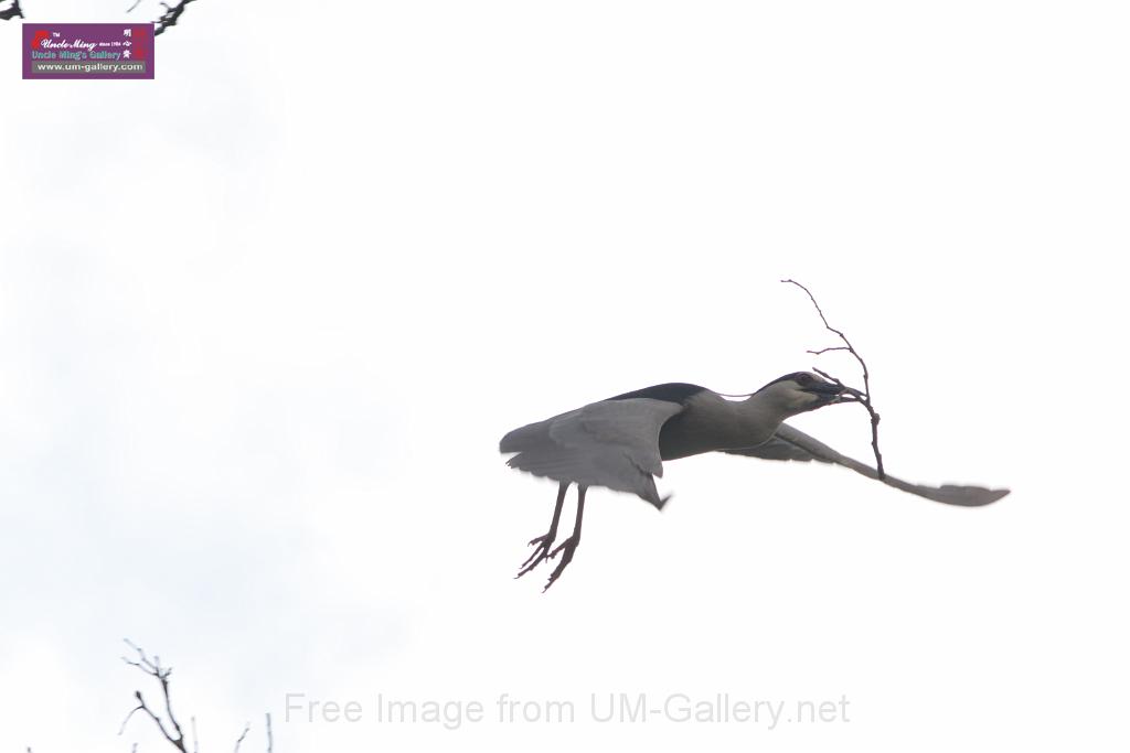 20150619taipo-egret_f42457792.jpg