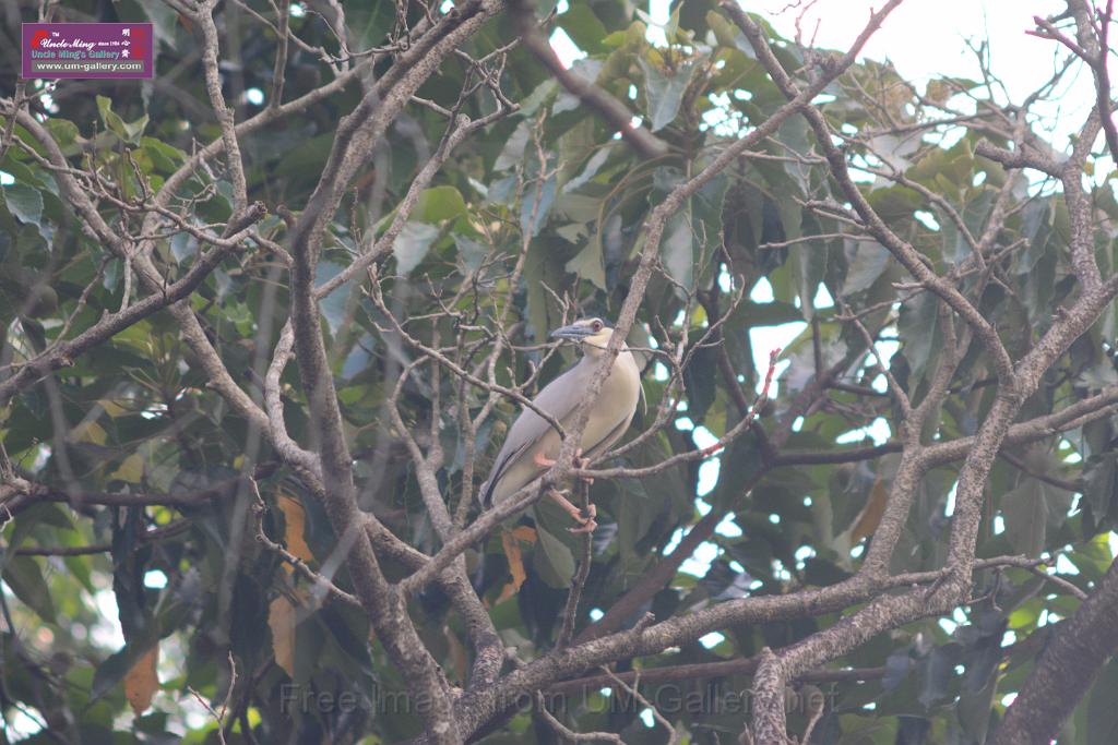 20150619taipo-egret_f42676224.jpg