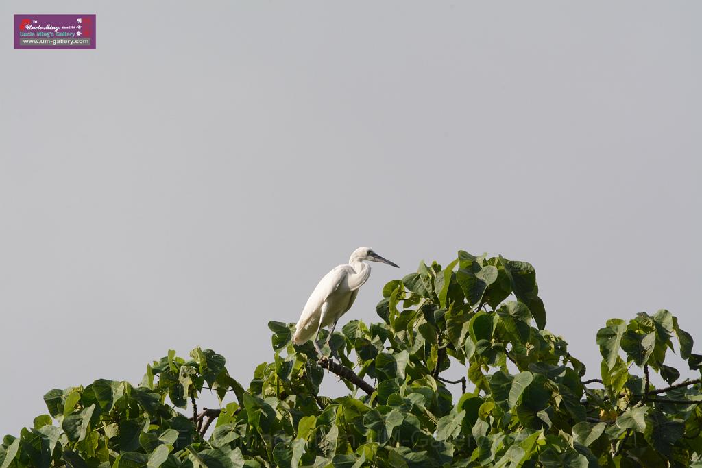 20150619taipo-egret_f43029056.jpg