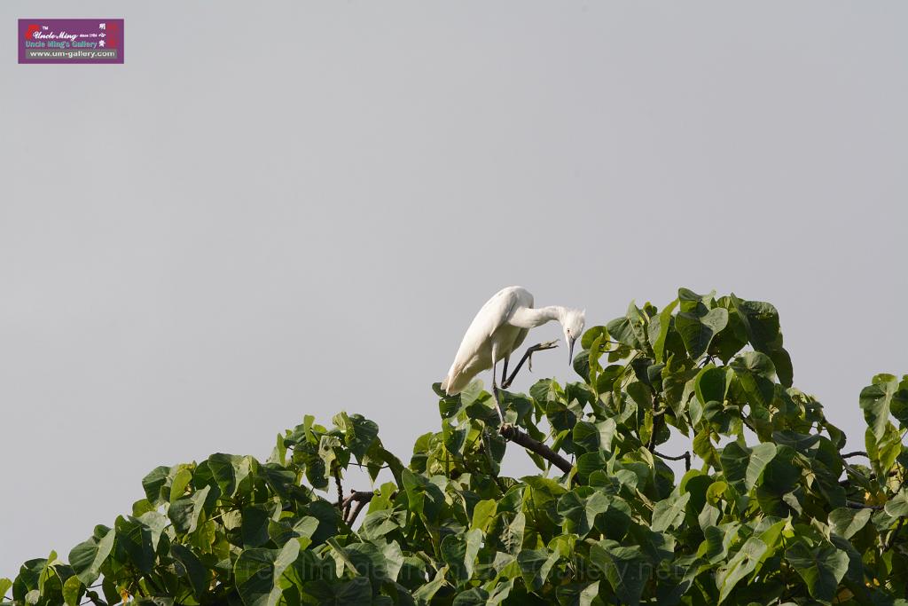 20150619taipo-egret_f43046912.jpg