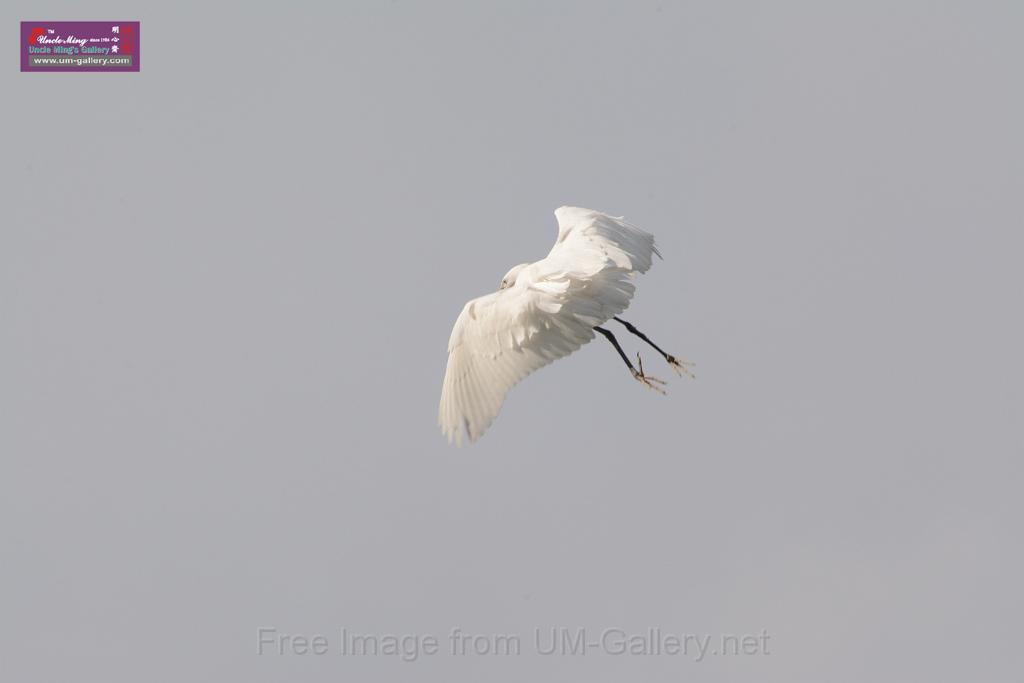 20150619taipo-egret_f43065408.jpg