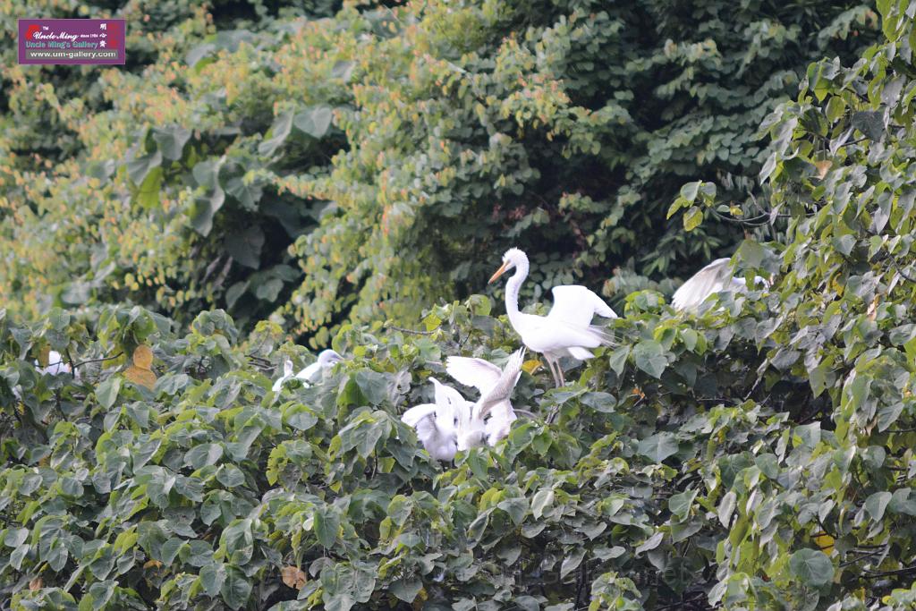 20150619taipo-egret_f43162944.jpg