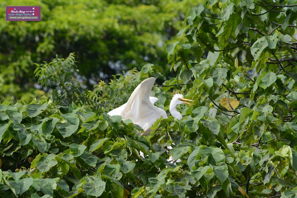 20150619taipo-egret_f43367488.jpg