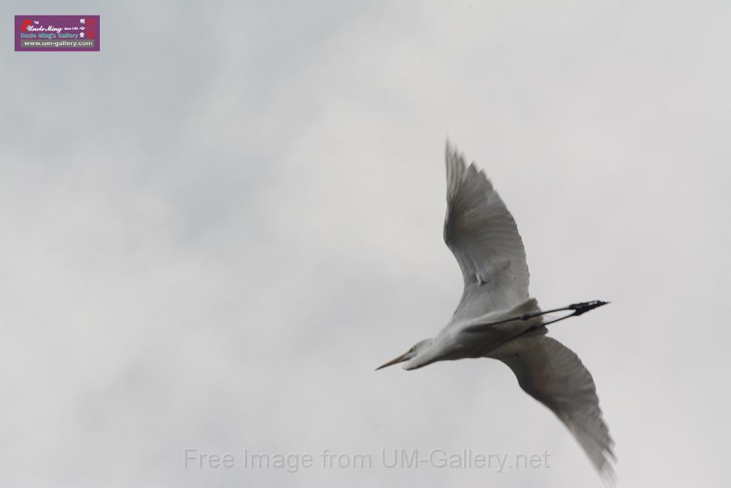 20150619taipo-egret_f43511936.jpg