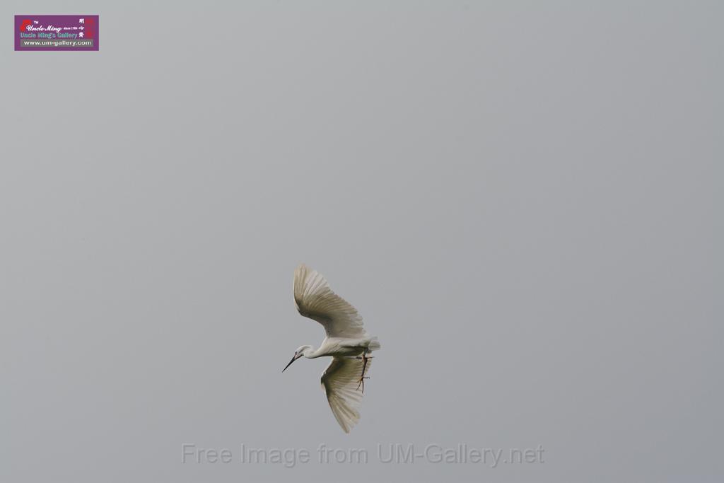 20150619taipo-egret_f43524928.jpg