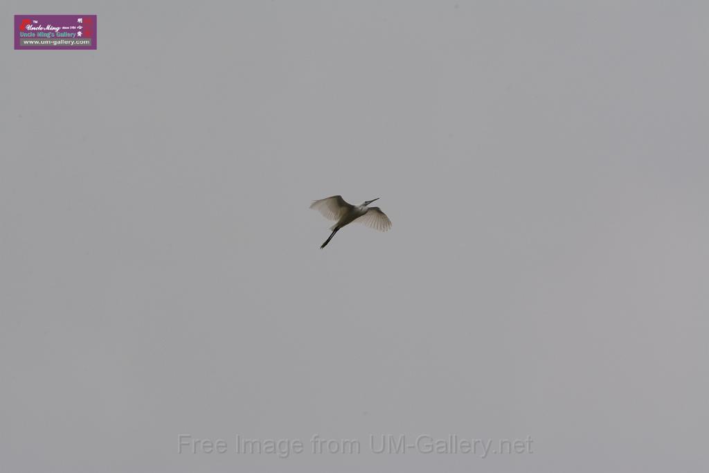 20150619taipo-egret_f43596160.jpg