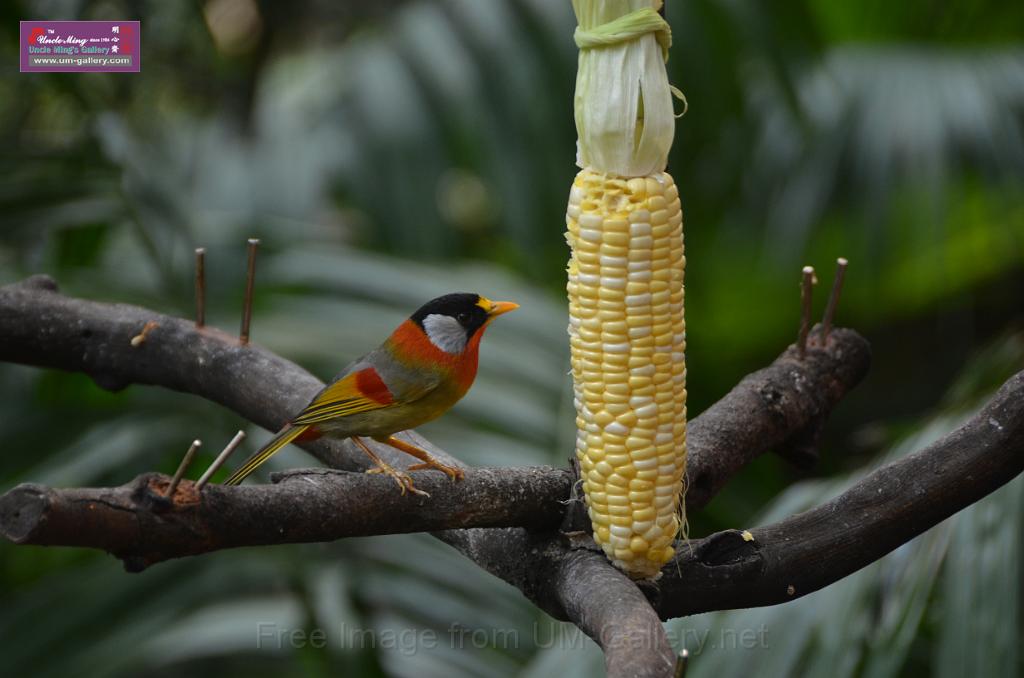 20150426jw-hk-park_DSC_0558.JPG