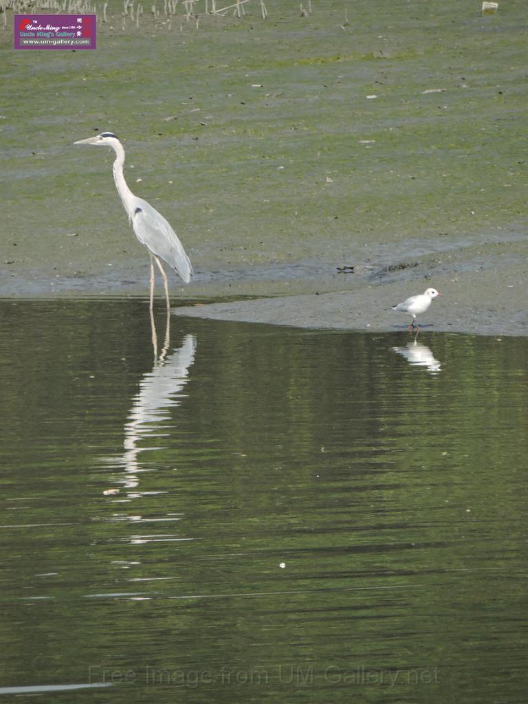 201612sf-bird-namsangwai-DSCN3641.JPG