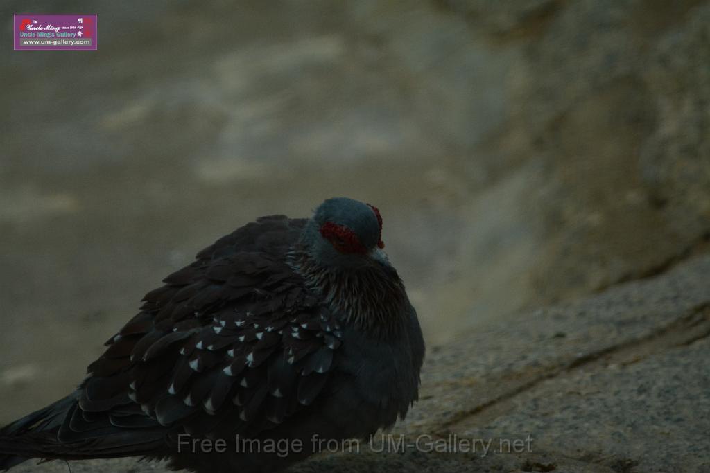 20180331birds-kowloon-park_DSC_1076.JPG