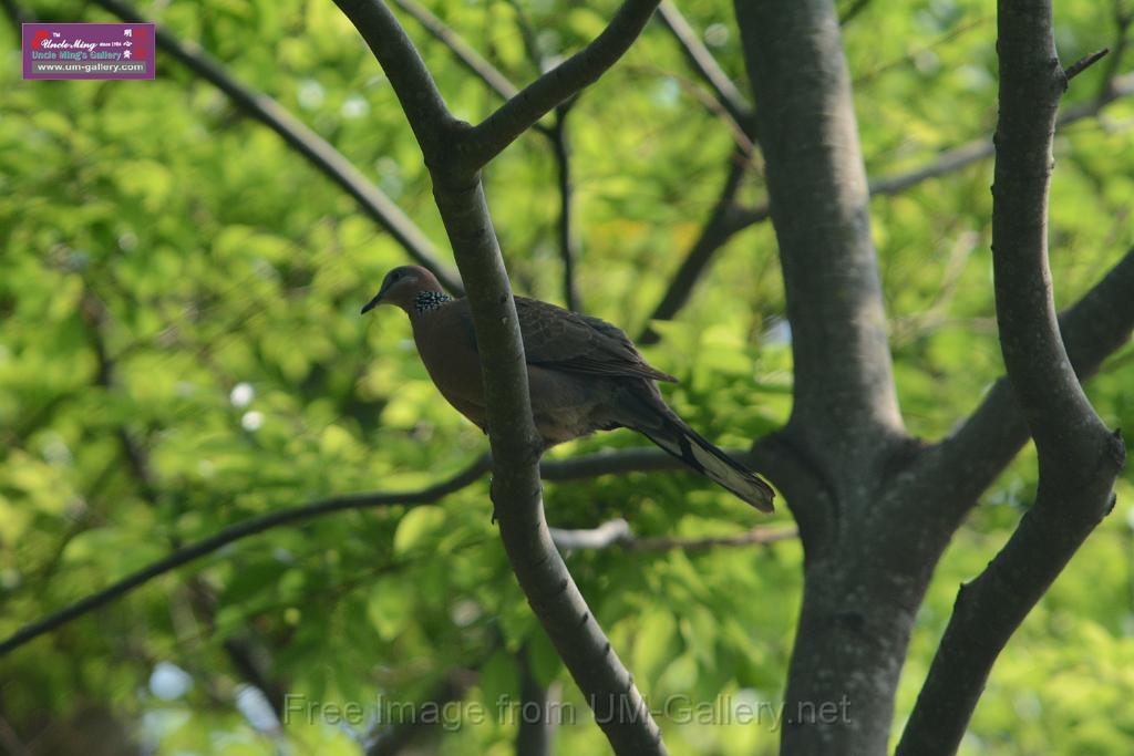 20180401birds-taipo-park_DSC_1104.JPG