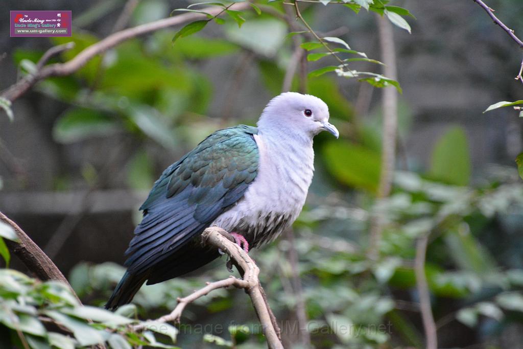 20190303bird-hk-parkDSC_2935.JPG