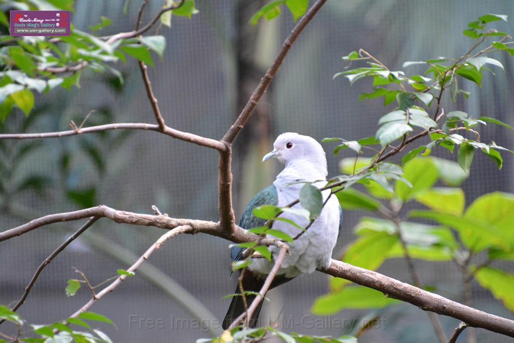 20190303bird-hk-parkDSC_2936.JPG