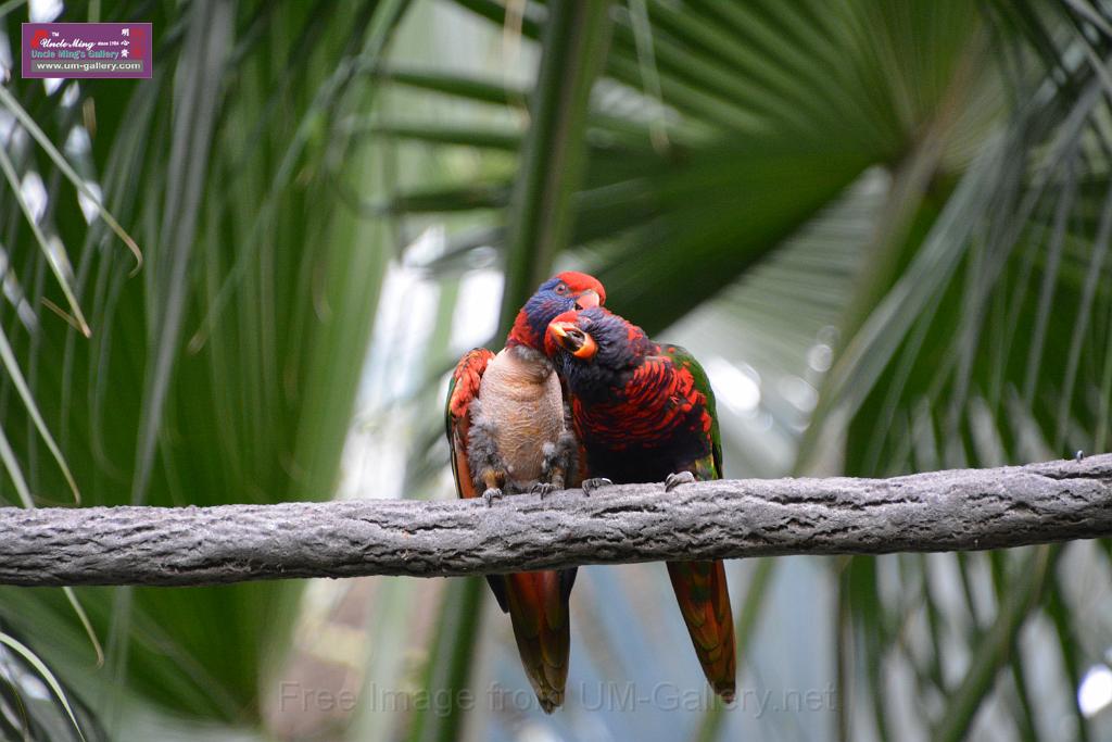 20190303bird-hk-parkDSC_2942.JPG