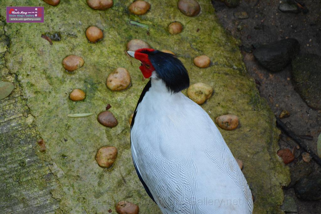 20190303bird-hk-parkDSC_2956.JPG