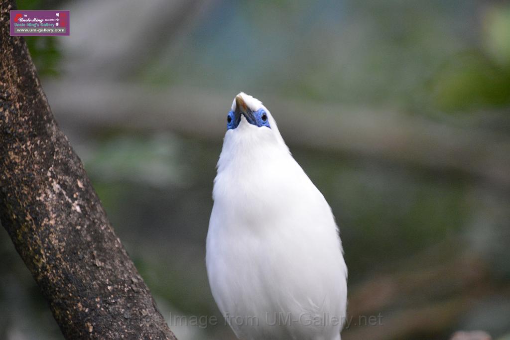 20190303bird-hk-parkDSC_2963.JPG