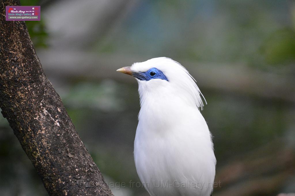 20190303bird-hk-parkDSC_2967.JPG