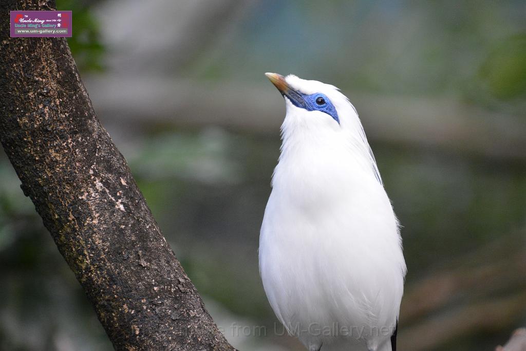 20190303bird-hk-parkDSC_2969.JPG