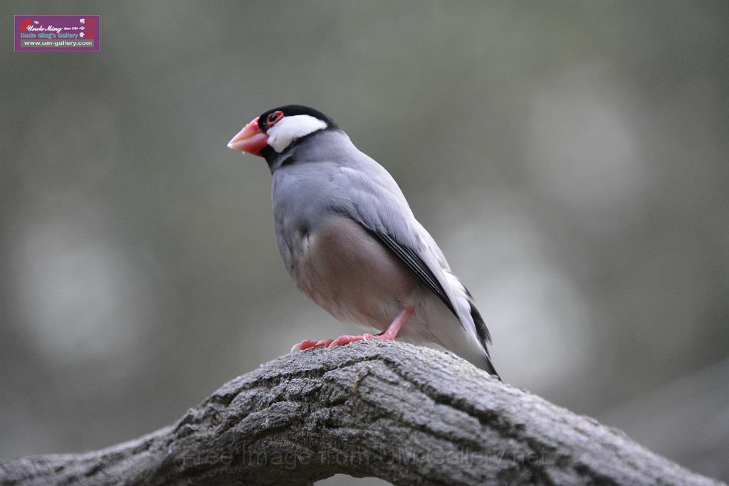 20190303bird-hk-parkDSC_3315.JPG