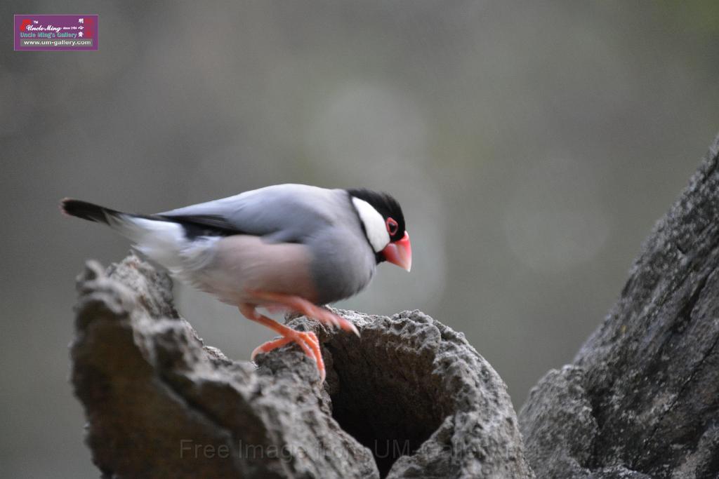 20190303bird-hk-parkDSC_3326.JPG